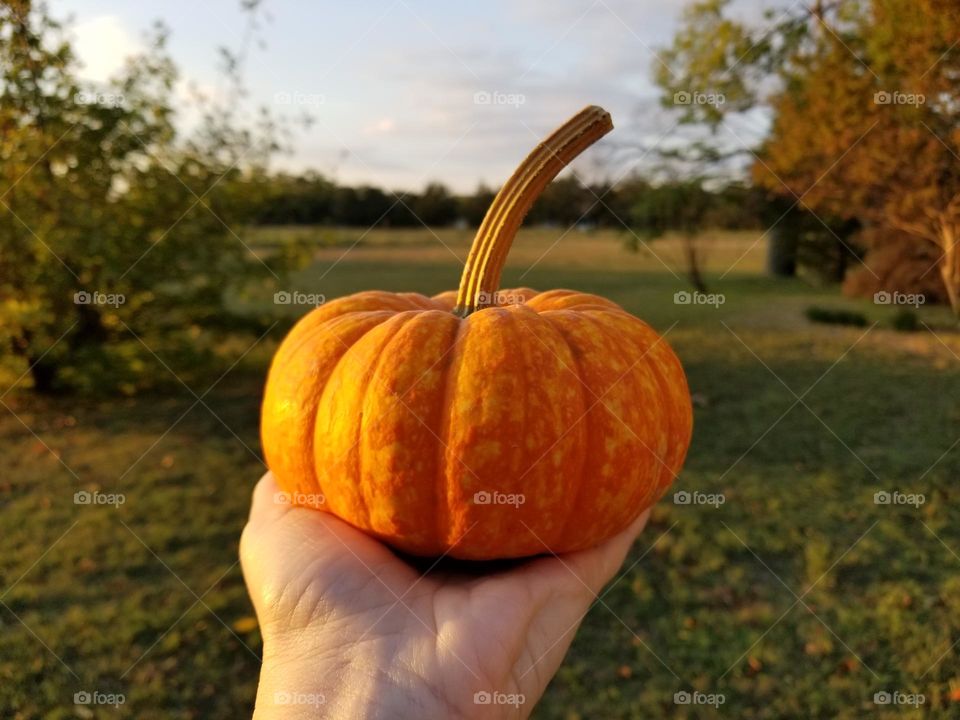 Small Pumpkin with a large stem being held in a hand with a fall sunset scenery in the background