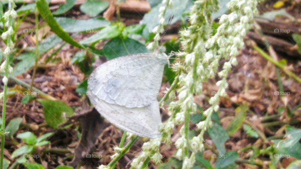 A pair of butterflies are making love