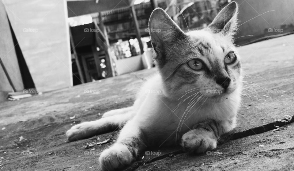 Perfil de um belo gato.