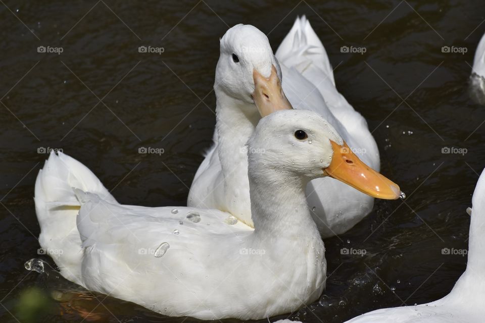 White Ducks