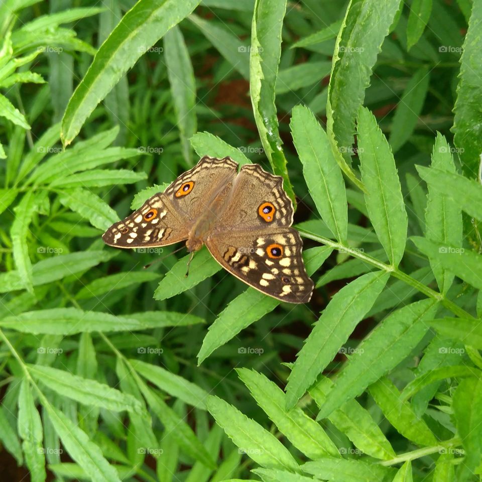 High angle view of a butterfly on green leaf