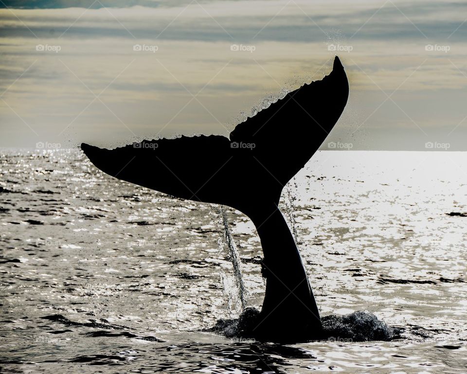 Humpback Tail