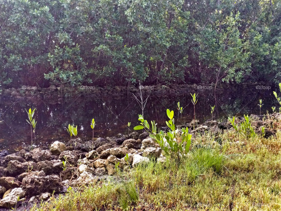 lonely tree at the creek