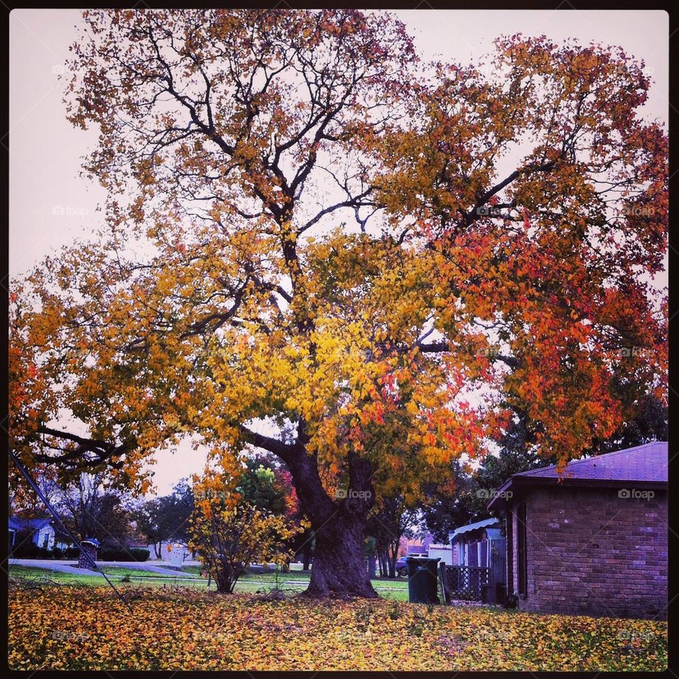 Tree of fall