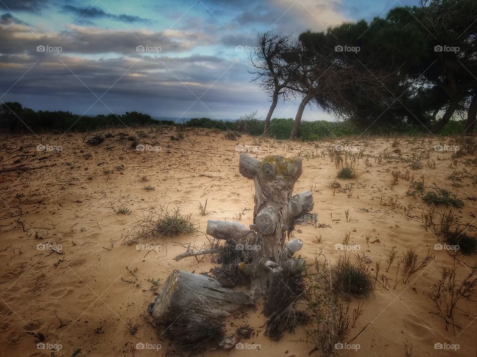 Dunas Pinada guardamar del Segura 