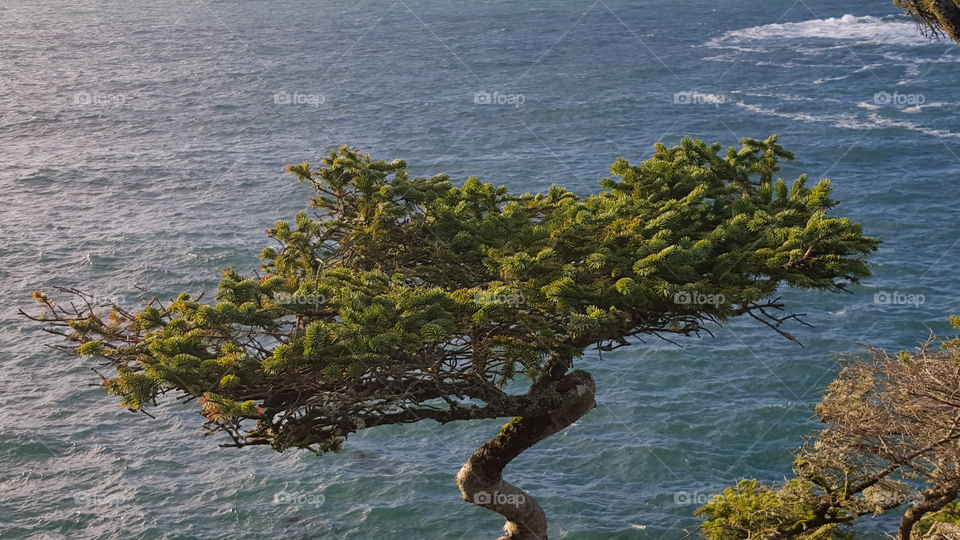 Tree on cliff