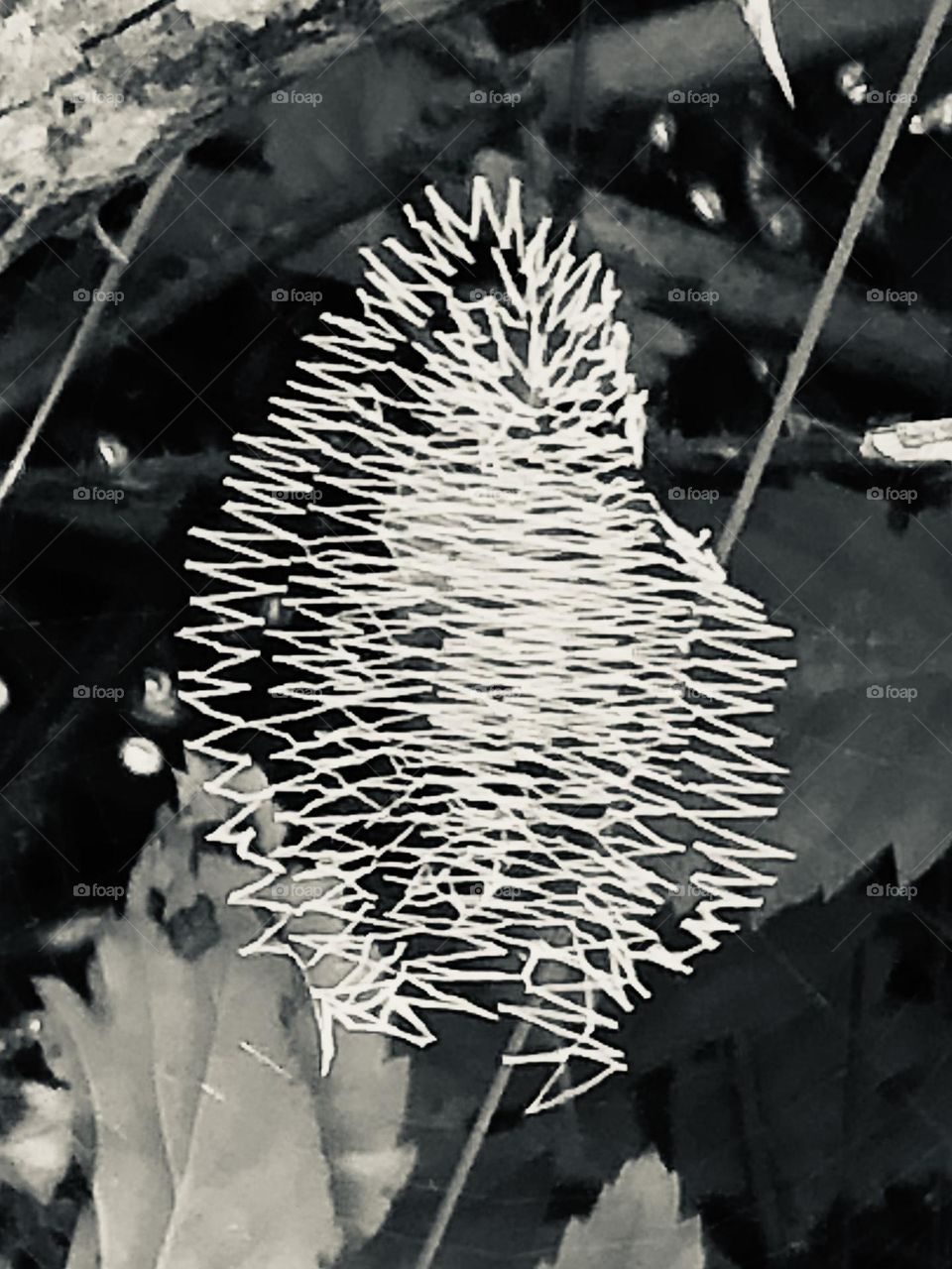 Intricate spiders web in black and white. Was very happy to see no spider in it when I looked at the photo 👍🏻