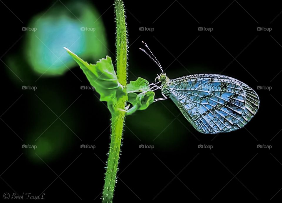 “Butterfly”
Cli©k By: Shah Faisal
Device: Canon 70D
Follow me on Instagram: birolfaisal or birol.faisal
© All Credits & Rights are Reserved.