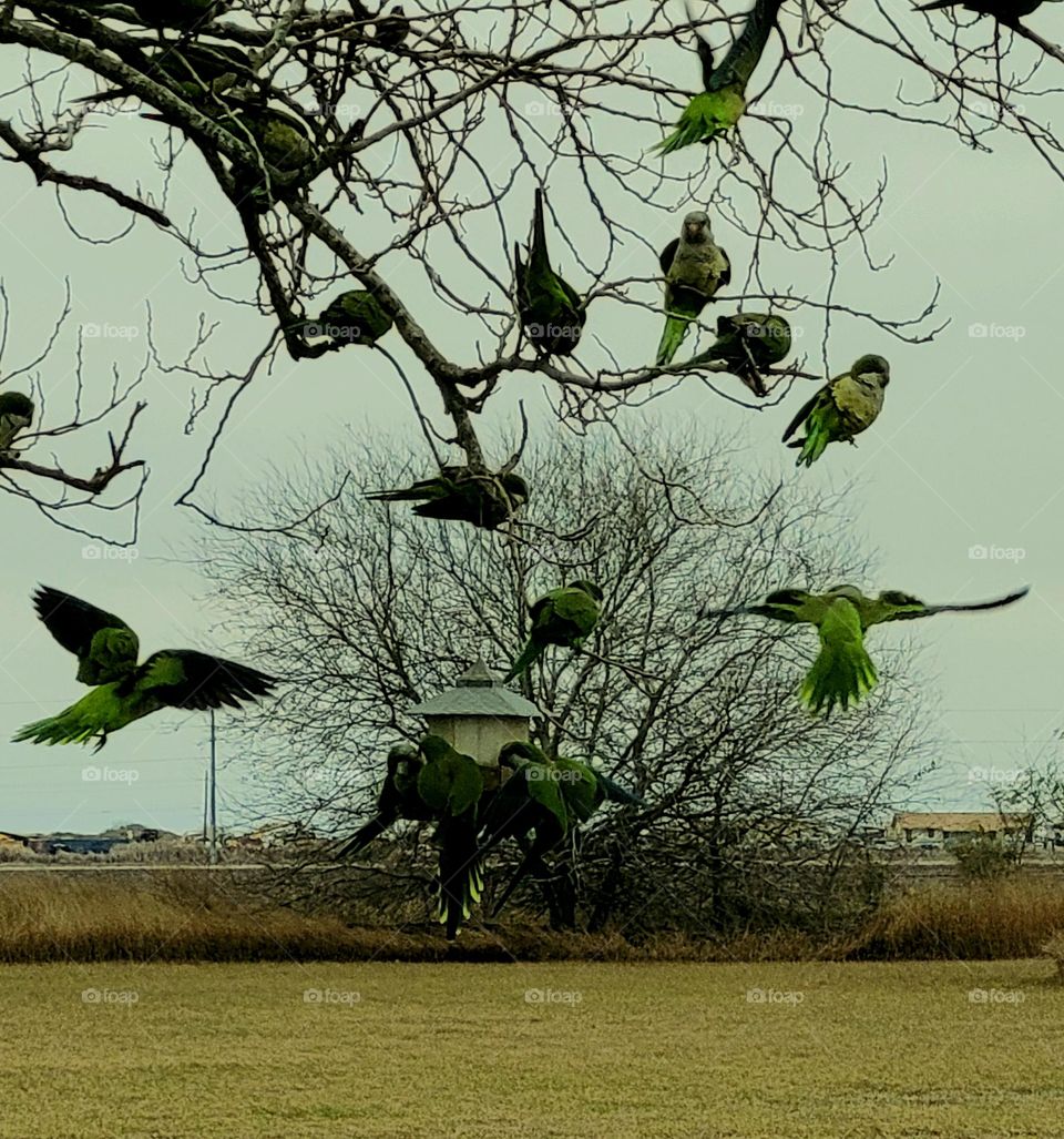 South America parrots in Texas