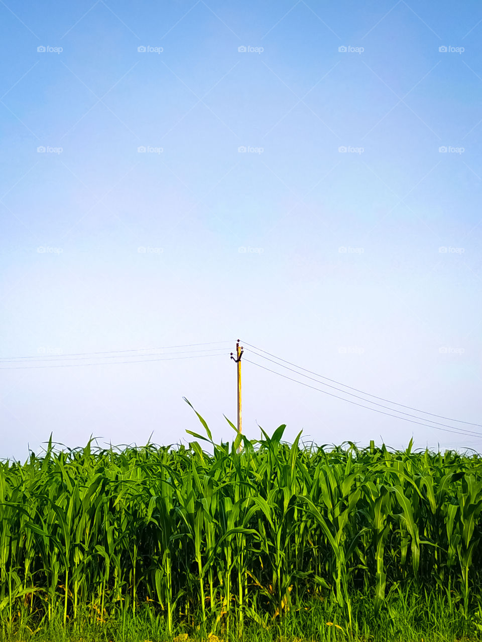 A vertical shot of the agricultural field of corn on a blue sky background