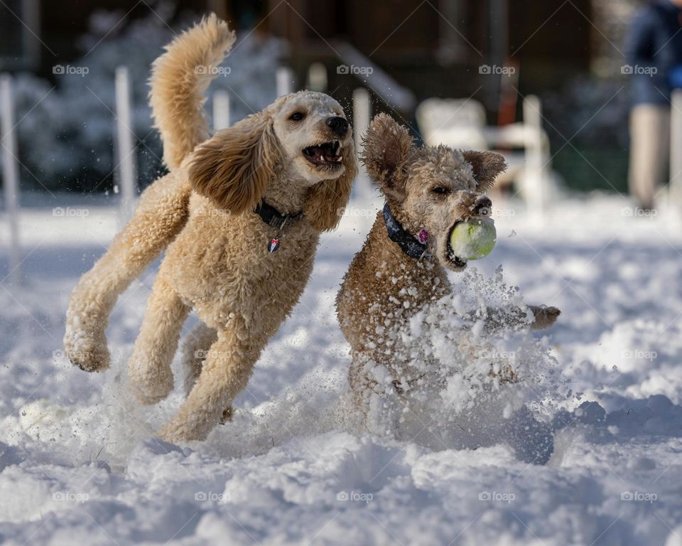 Dogs in the snow