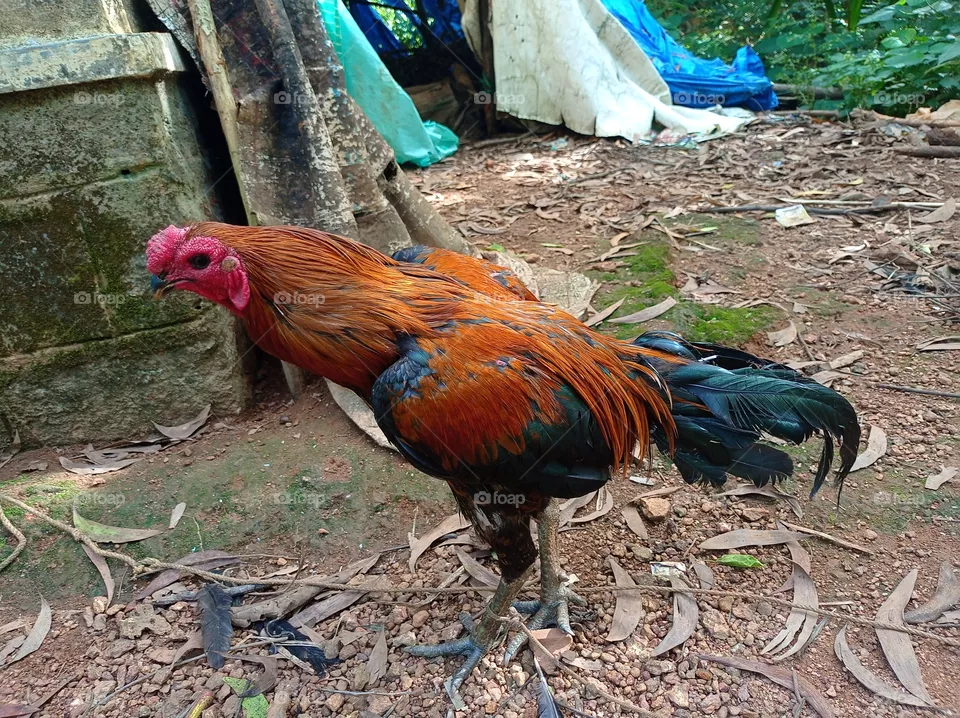 cock