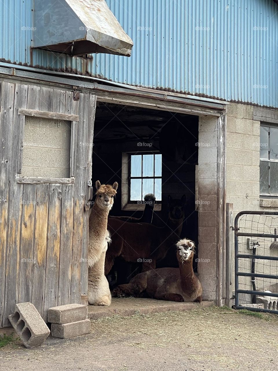 Farm of alpacas 
