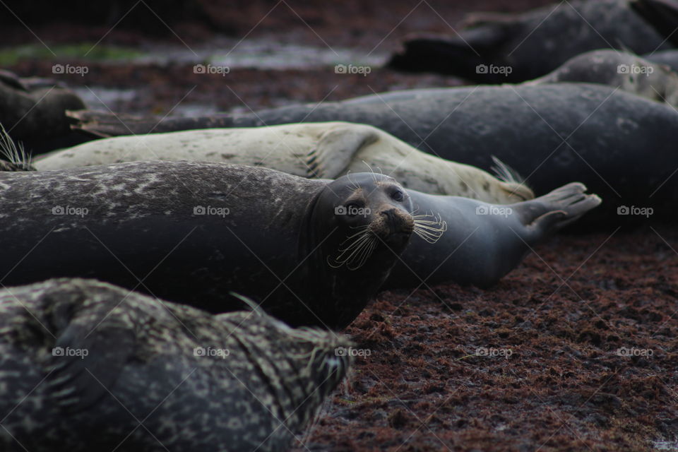 sea seal