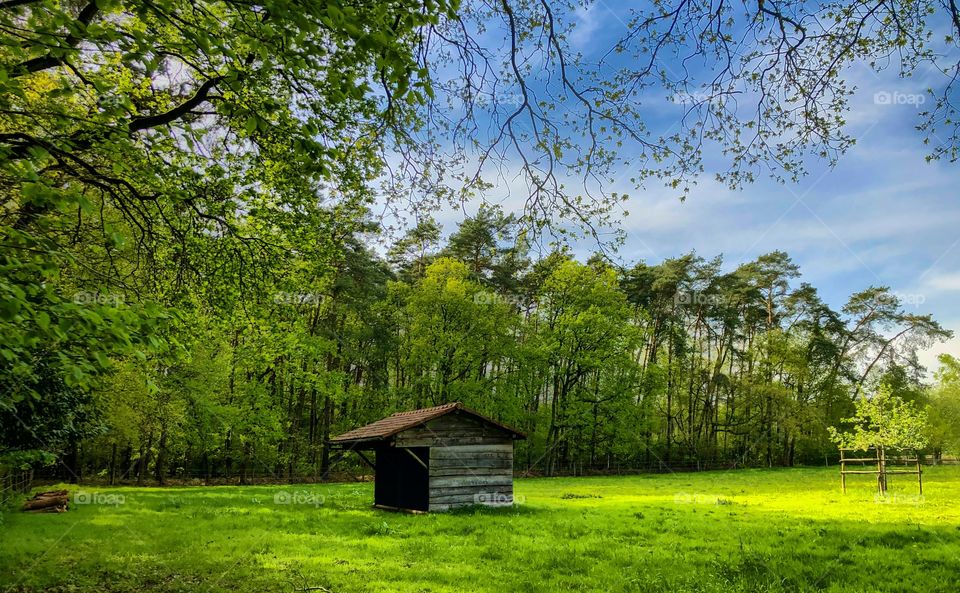 Wooden shed standing in a grass field in the woods surrounded by trees on a sunny day