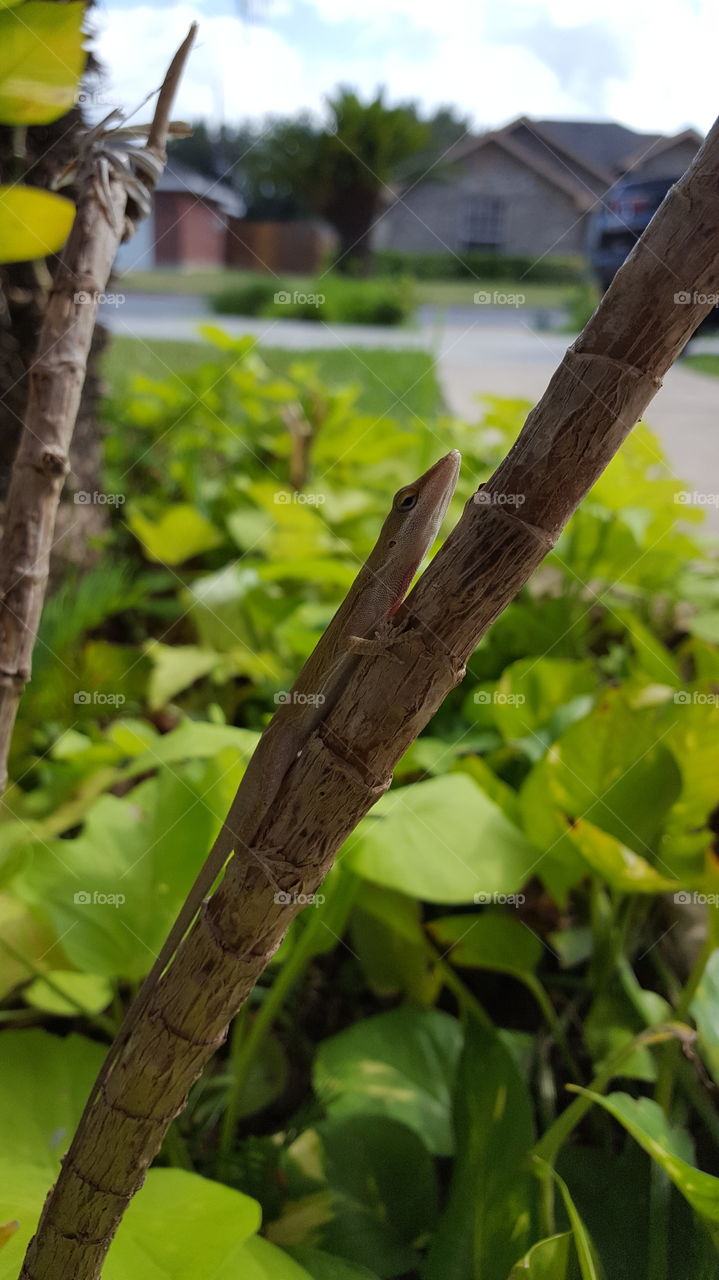 Leaf, Tree, Nature, Wood, No Person