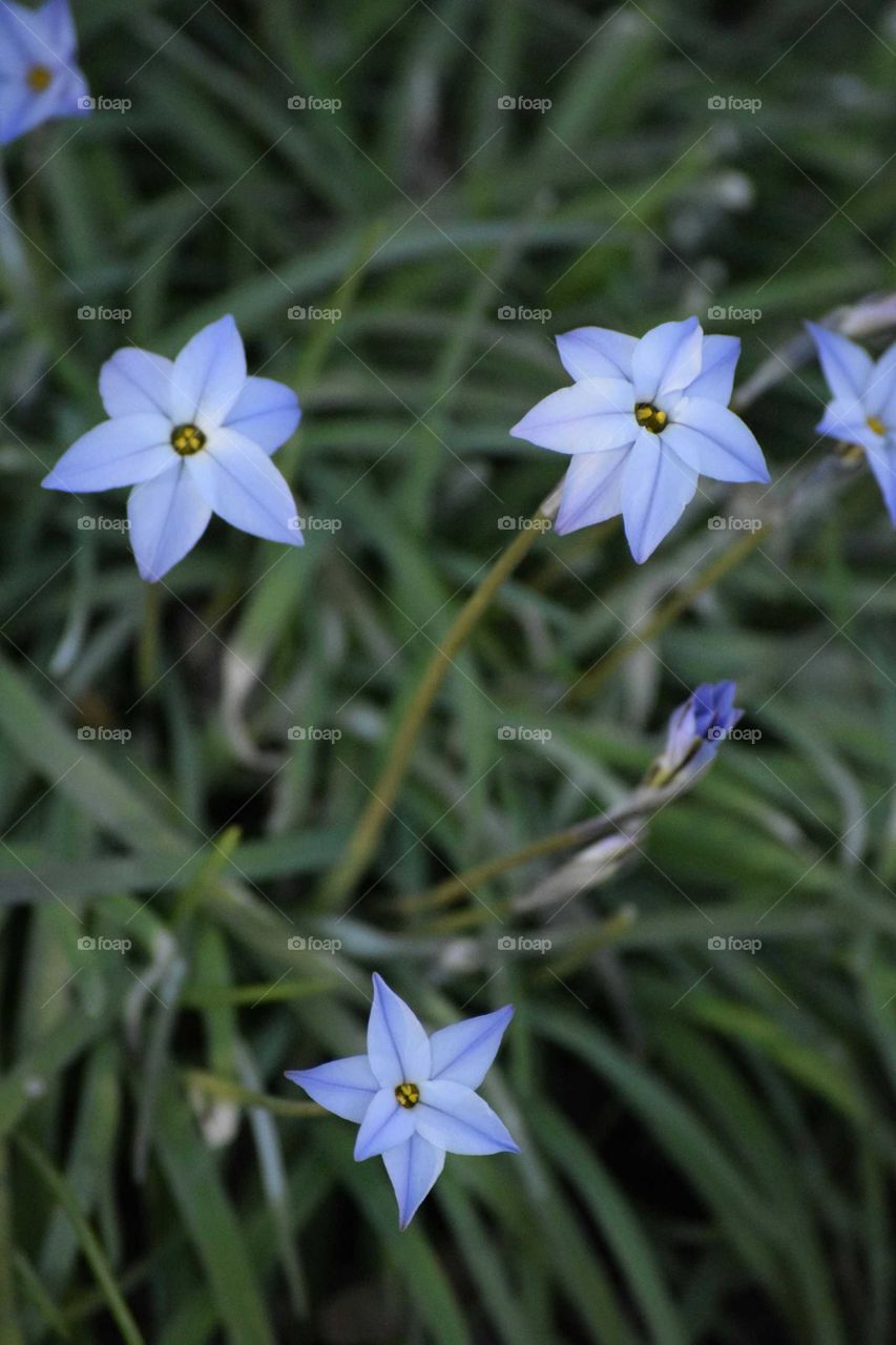 High angle view of flowers