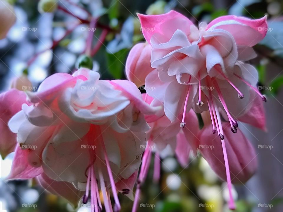 beautiful begonia