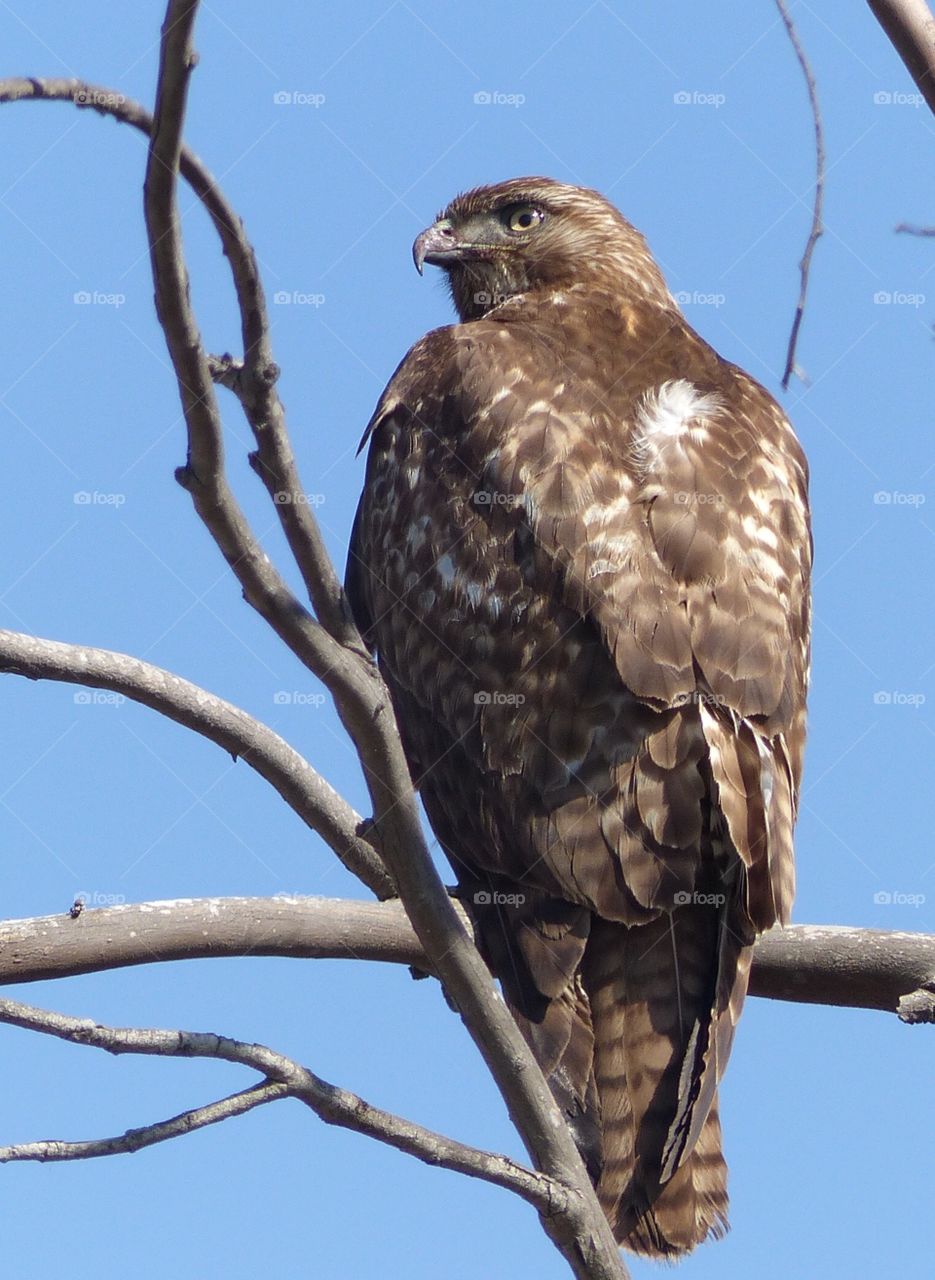 Hawk in tree 