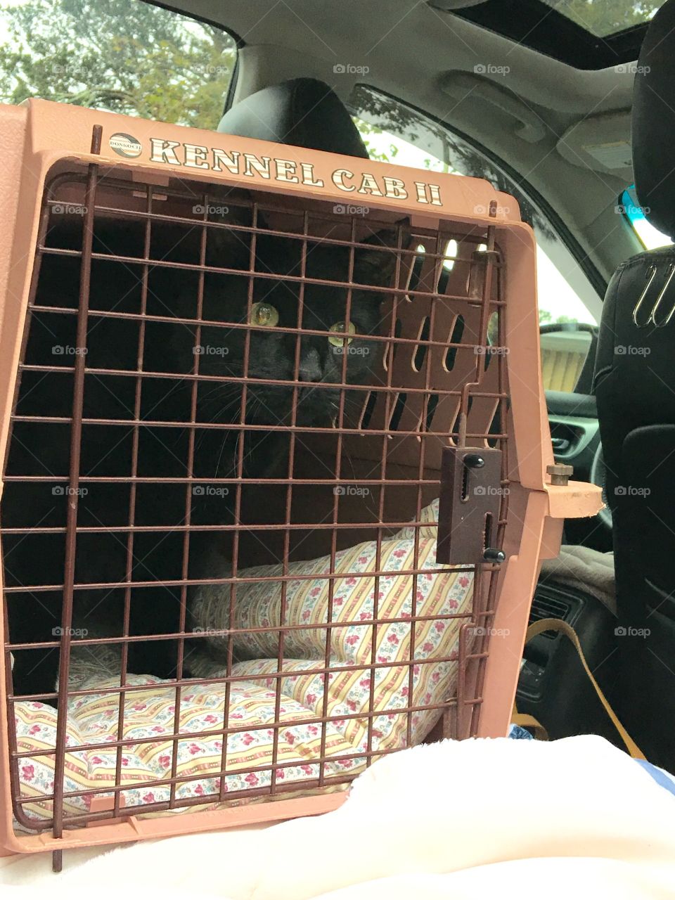 Carrier with our cat to the Vets. The back door is open so I can get her out!😾Carrier is closed securely.