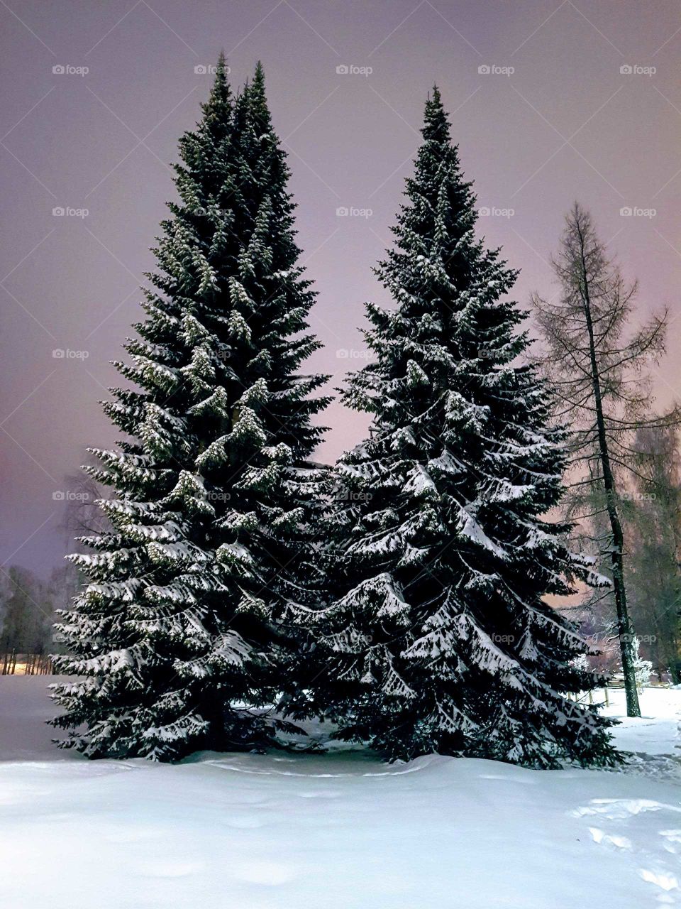 beautiful firs