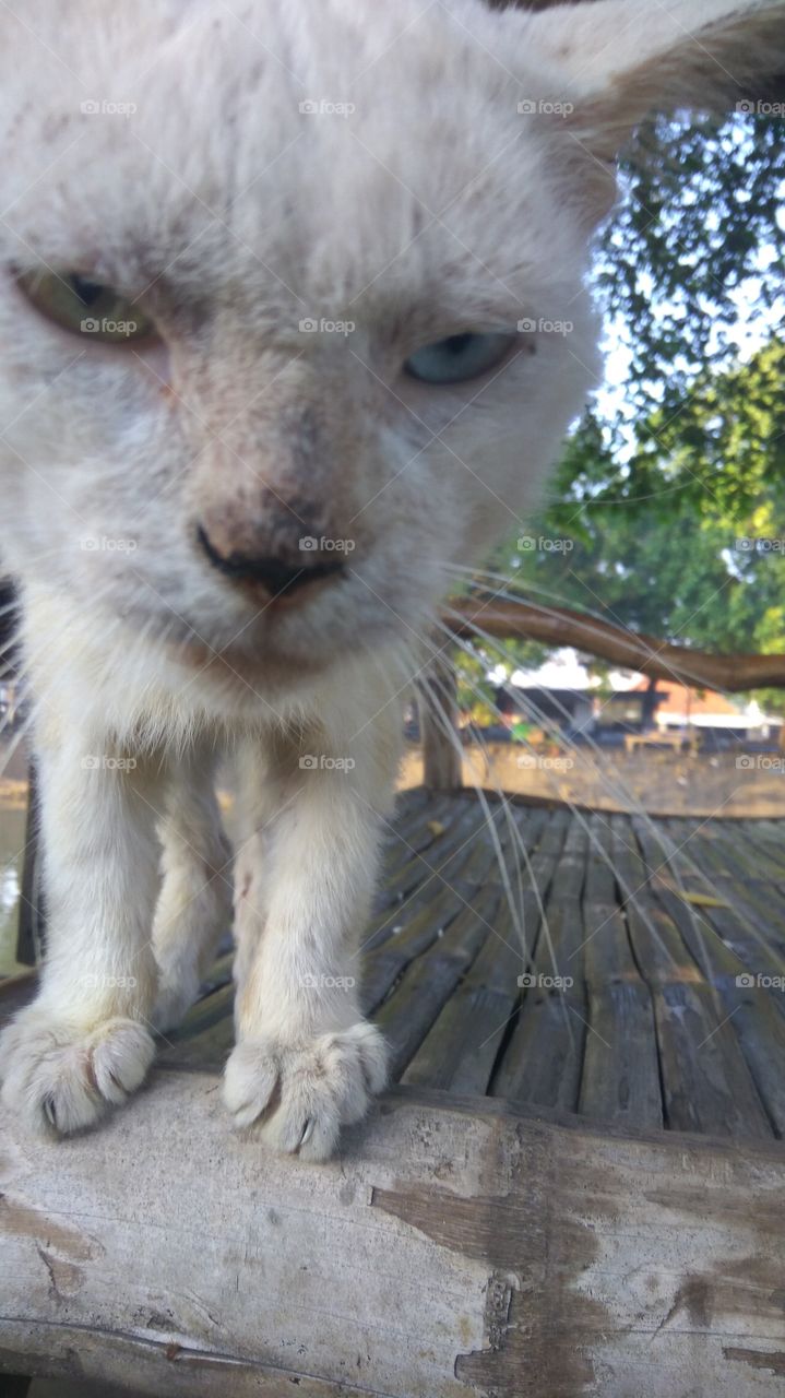 the difficulty of portraits of hyperactive cats