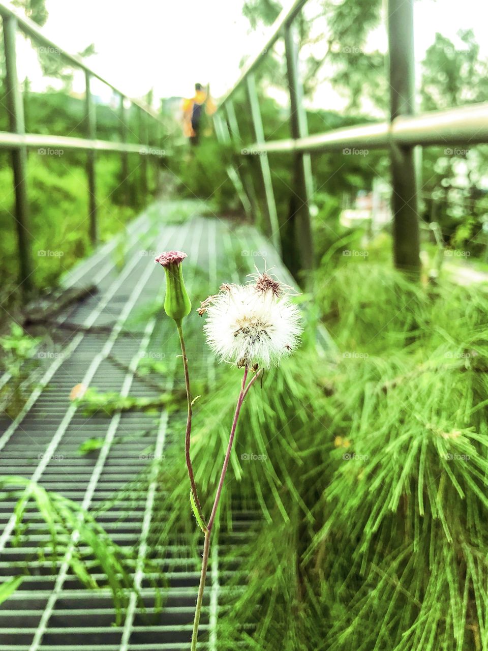 A Wild Flowers found During our routined hiked in Ka Ho, Macau... Natures always give us ideas and inspirations in Life... embracing Natures will benefit everybody.. 