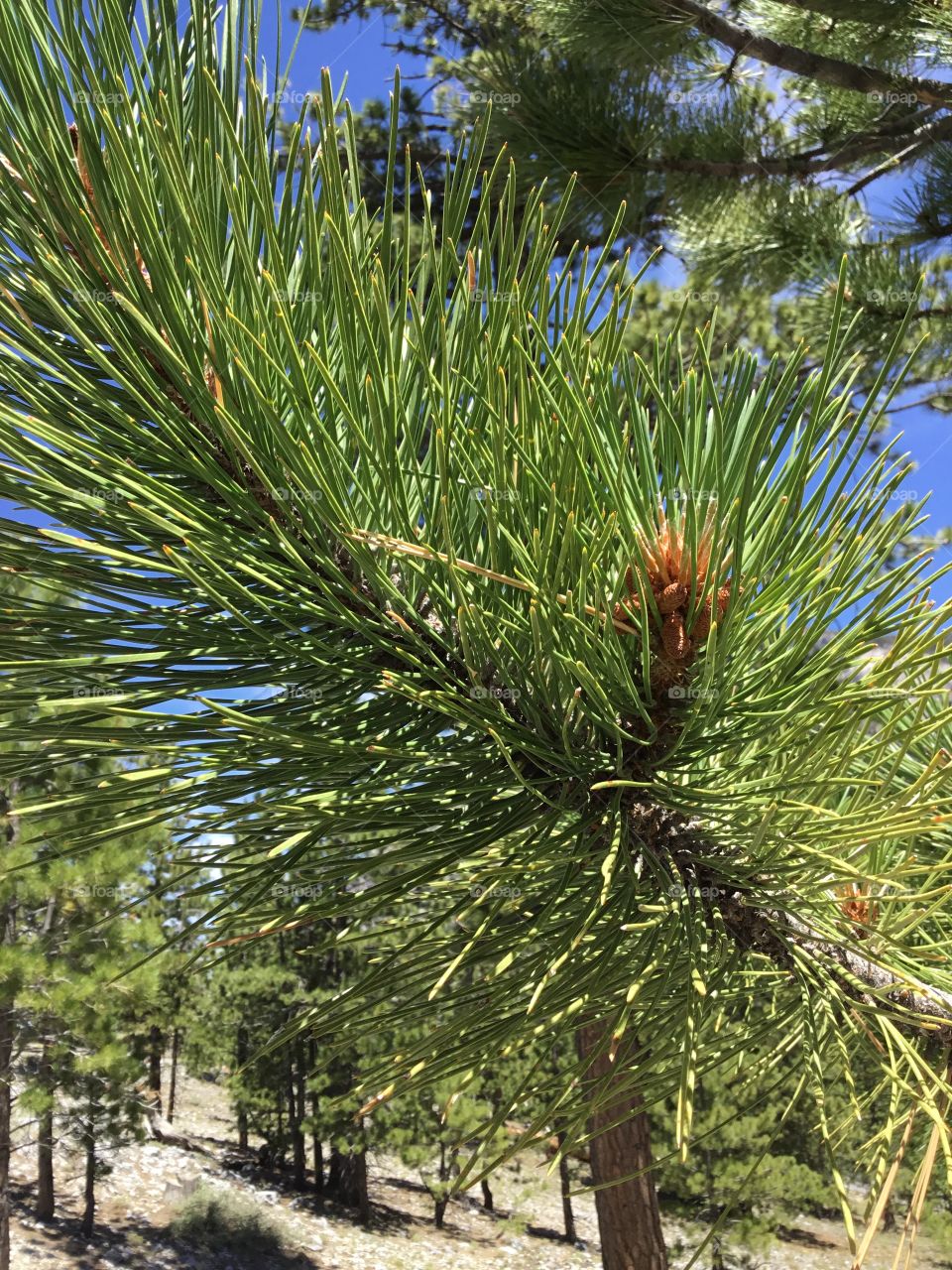 Up close with the pine tree