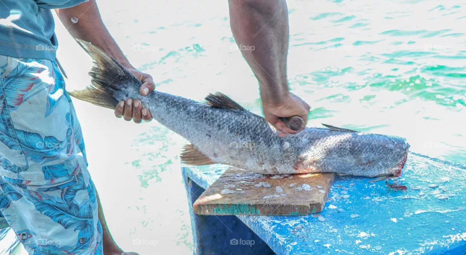 fish meal