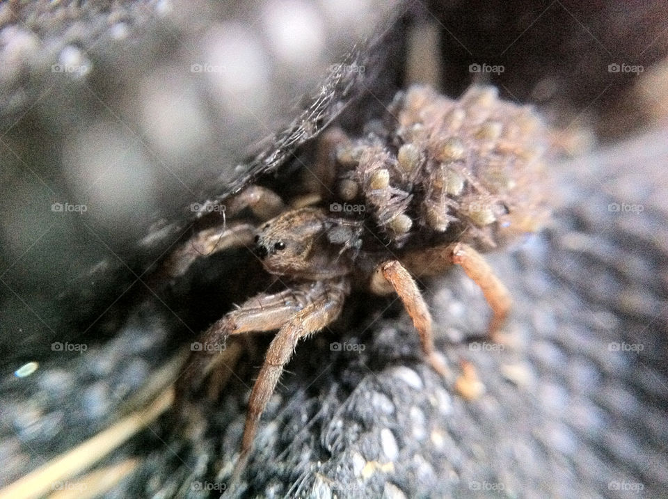 macro insect animals närbild by ka71