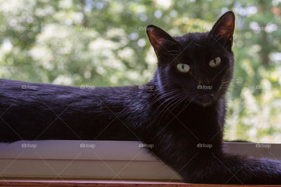 black cat in the window