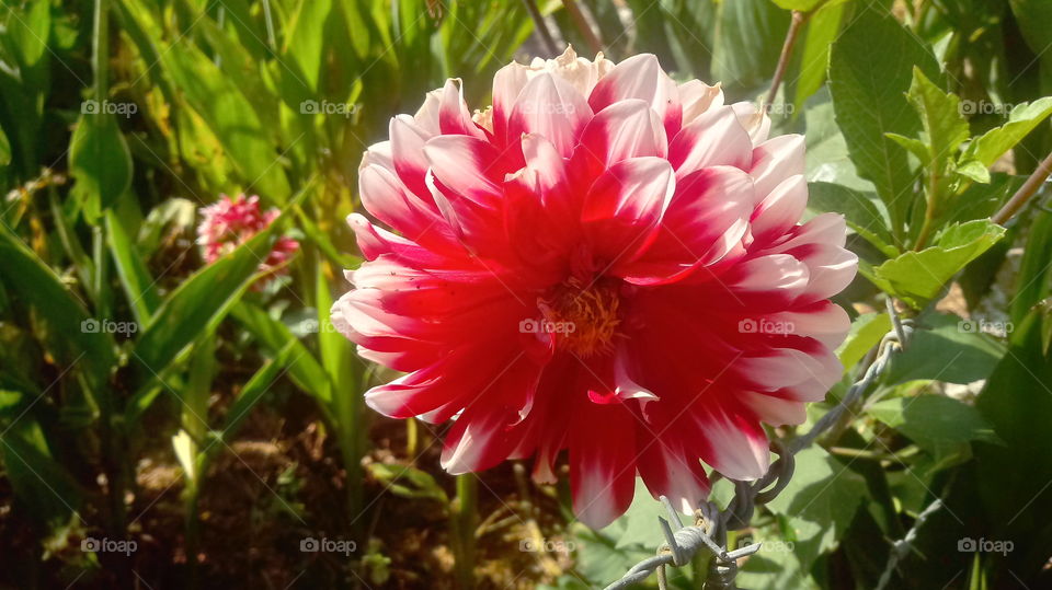 טבע, עלים, בוש, גינה, פרחים דחליה.