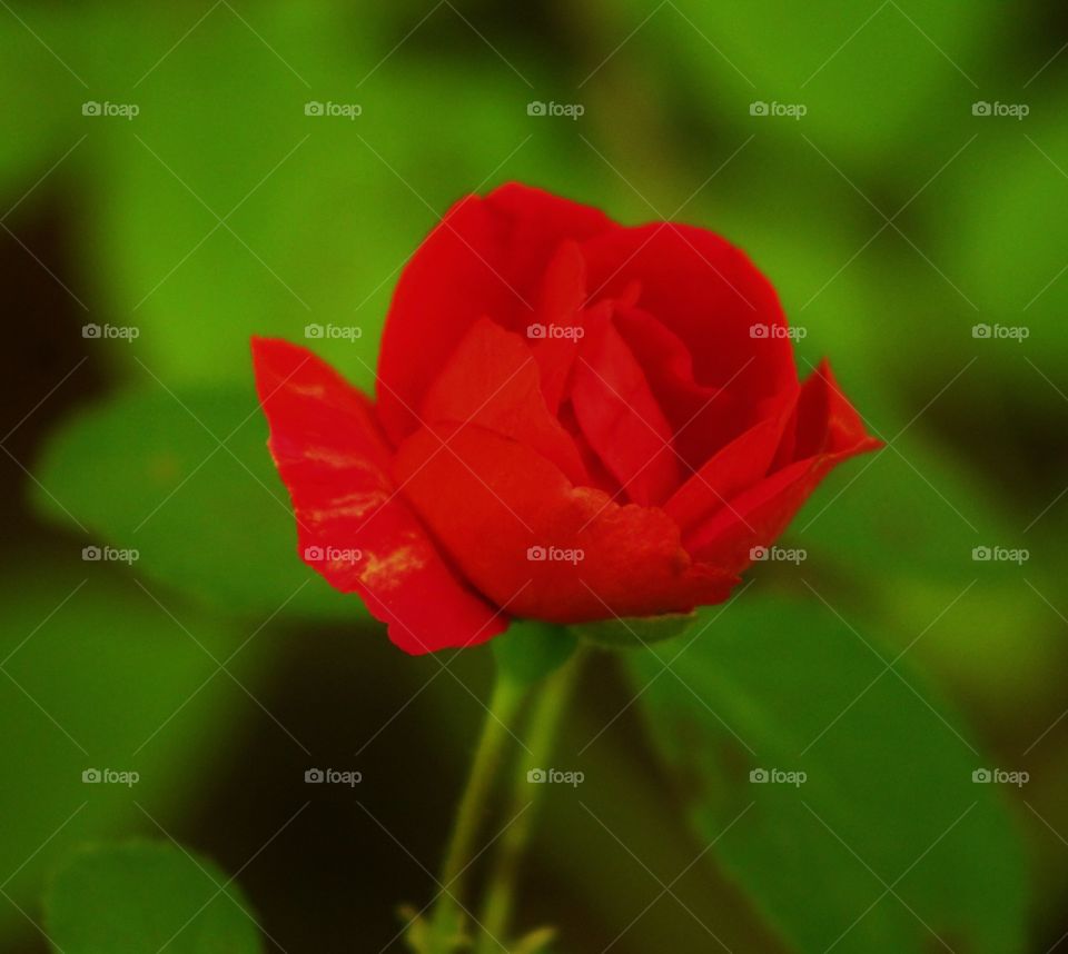 Small Red Rose Bud. A small Red Rose Bud