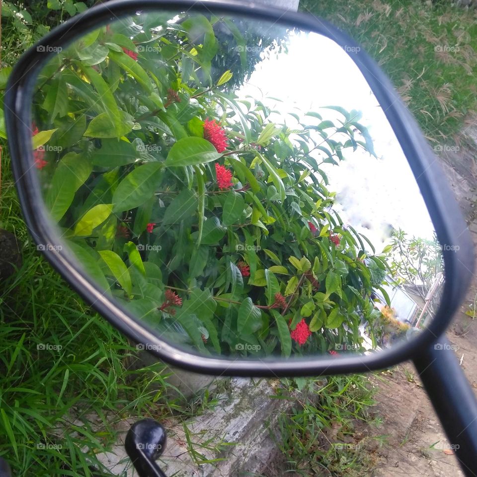 Red flower in the mirror