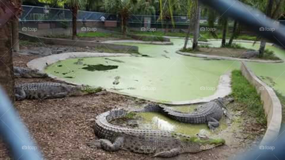 The crocodile park in the island of Mindanao. Davao City of Philippine.