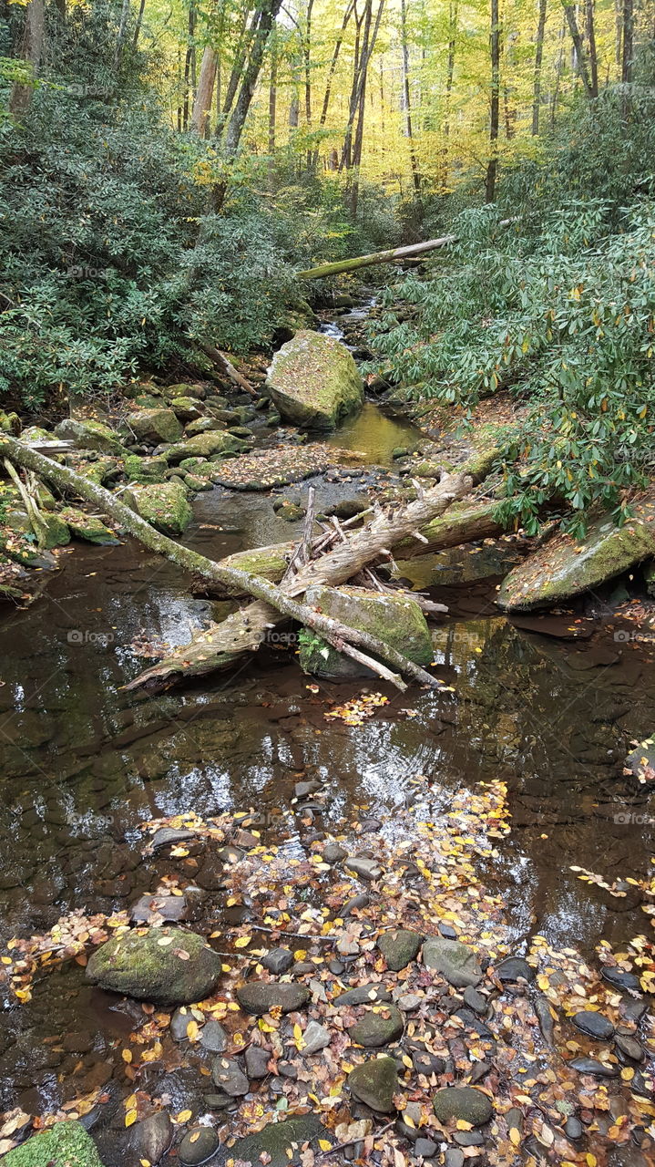downed logs in a creek