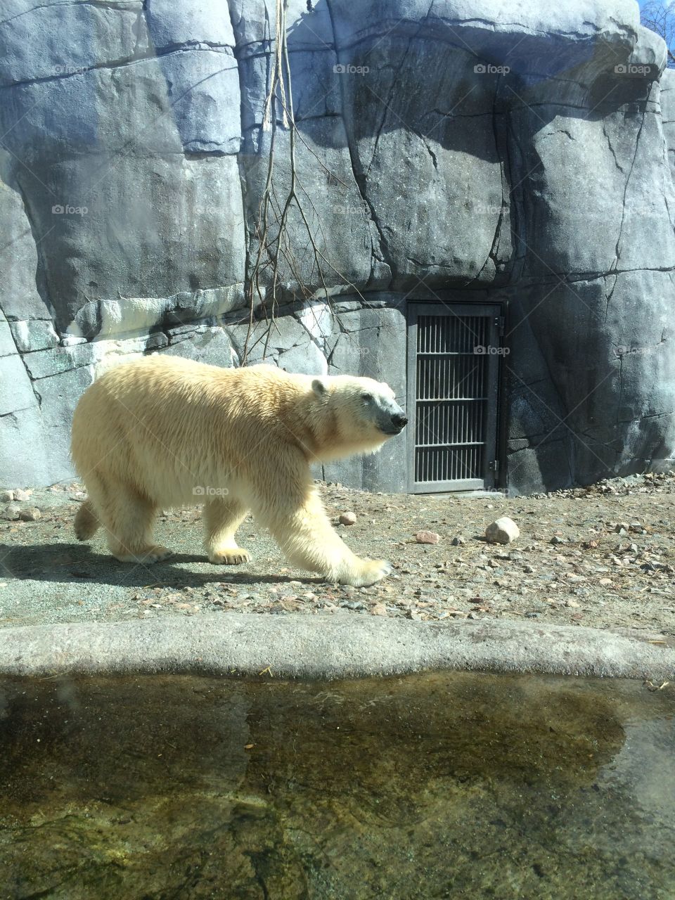 Polar bear