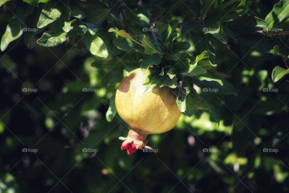 pomegranate under the shadow of the leaves