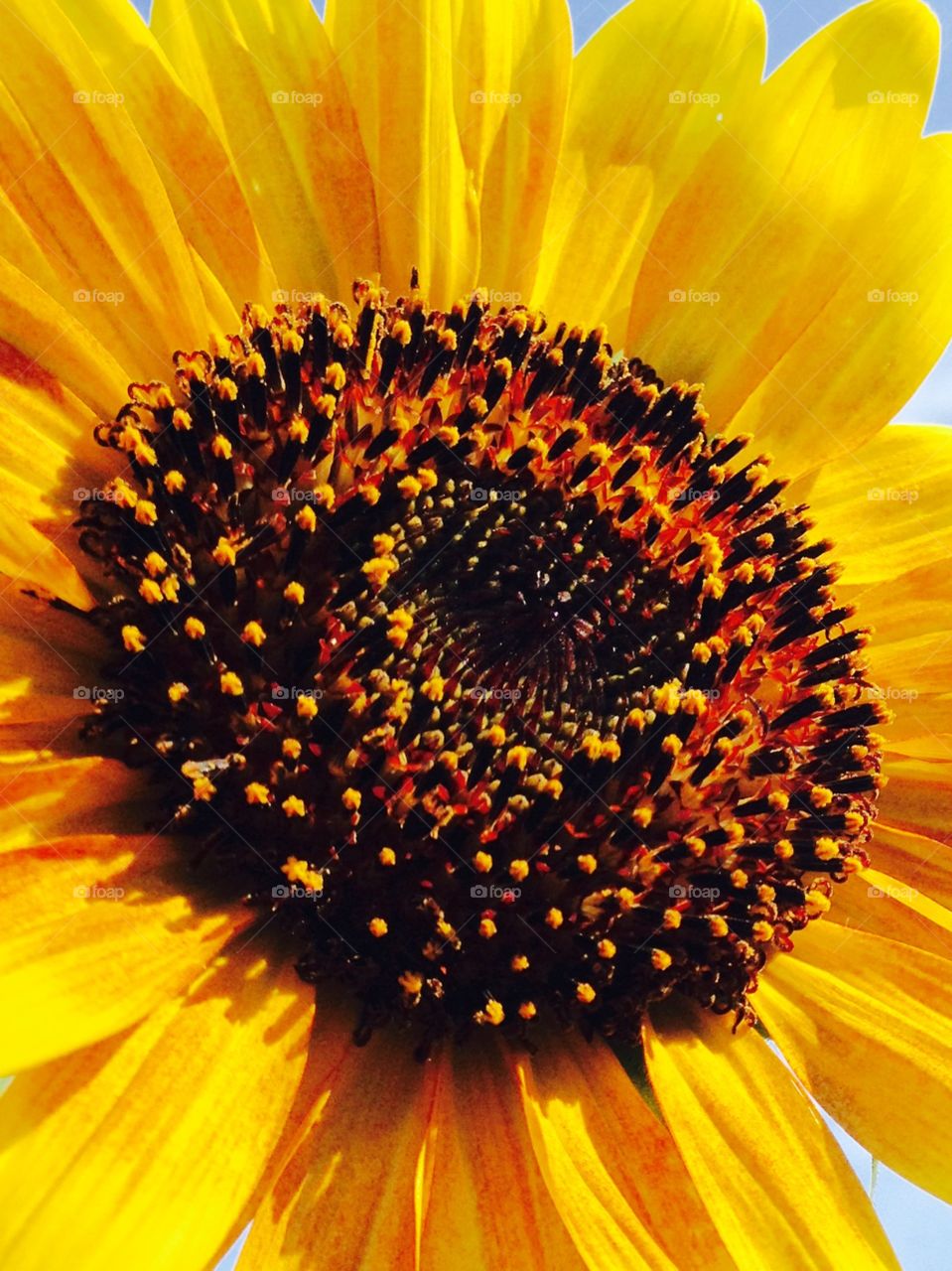 Macro of Sunflower Center Area. Had a good pic I could do this too using my IPhone 5C.  Most of my pics are with my IPhone anyway.