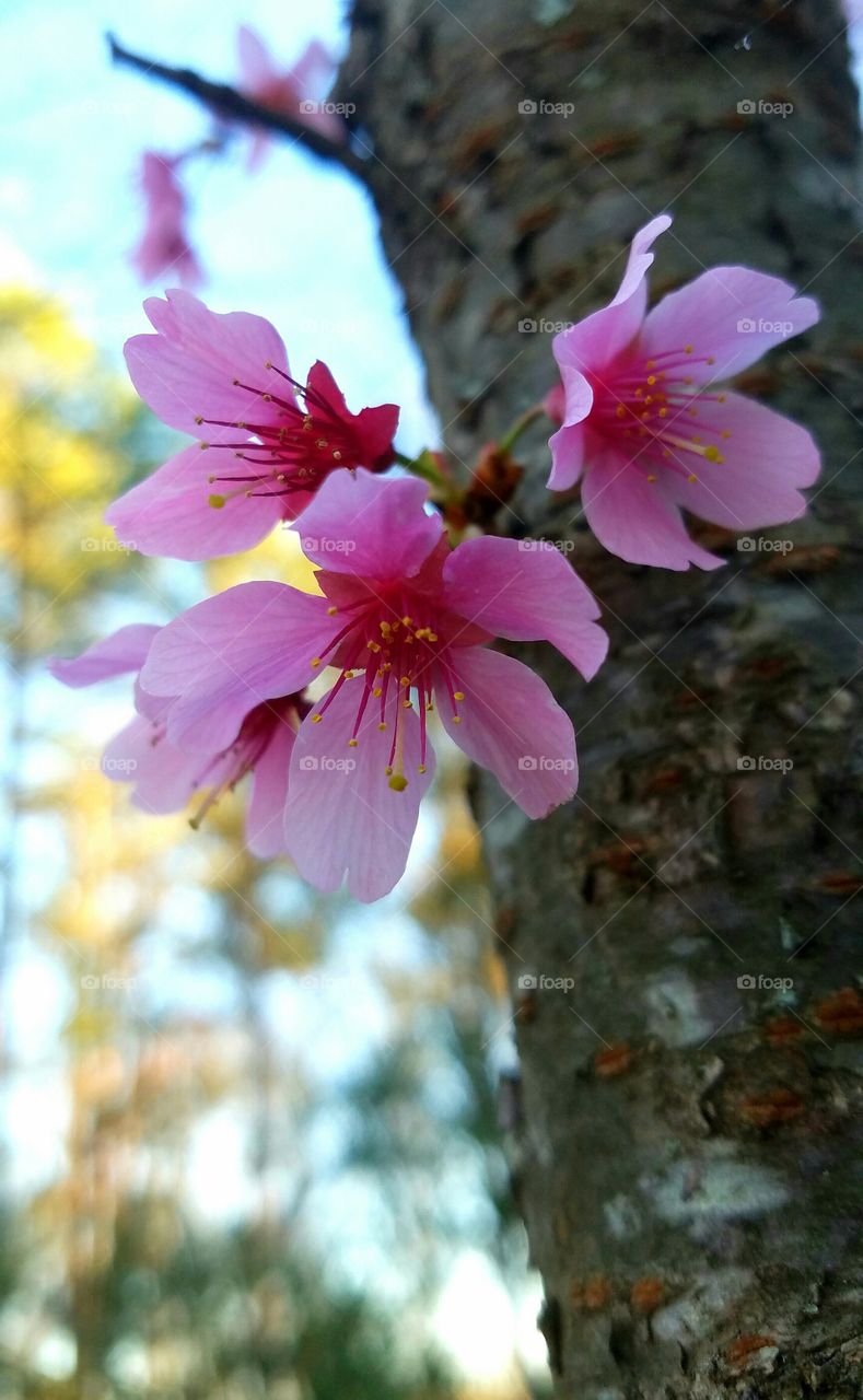 blossoms