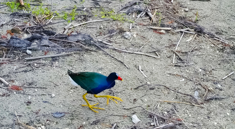 Florida's bird Common Gallinule, slate blue, yellow legs and a greenish plumage. Common in freshwater marshes and ponds.