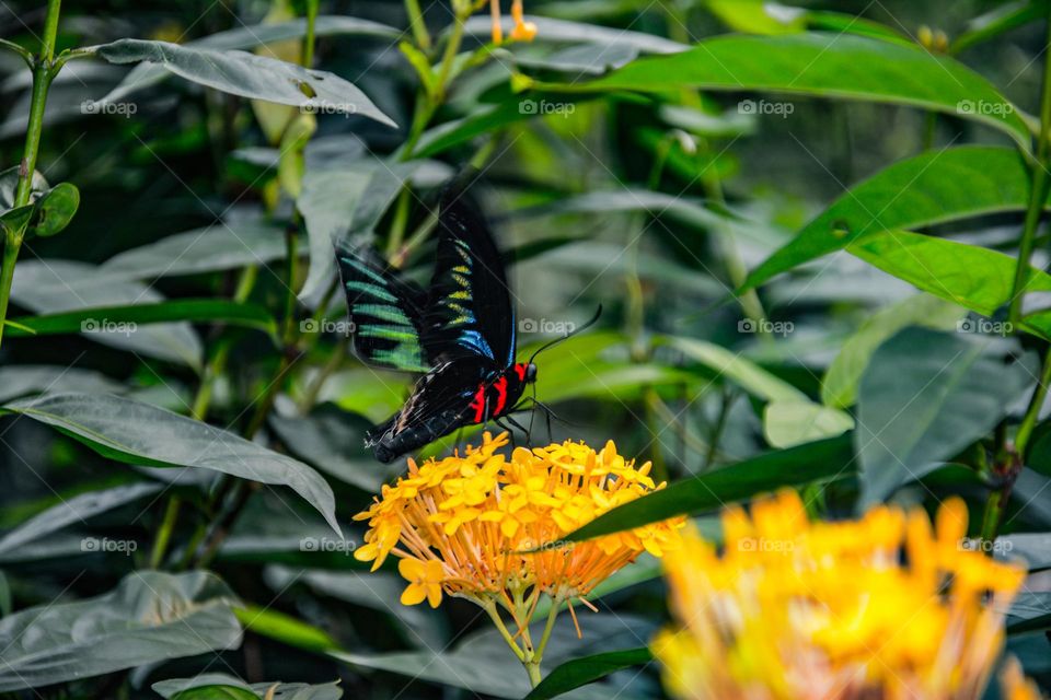 flower & butterfly 🦋