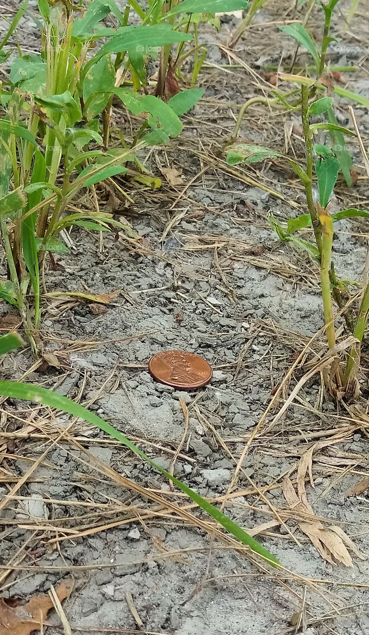 a penny lying on the ground between patches of grass