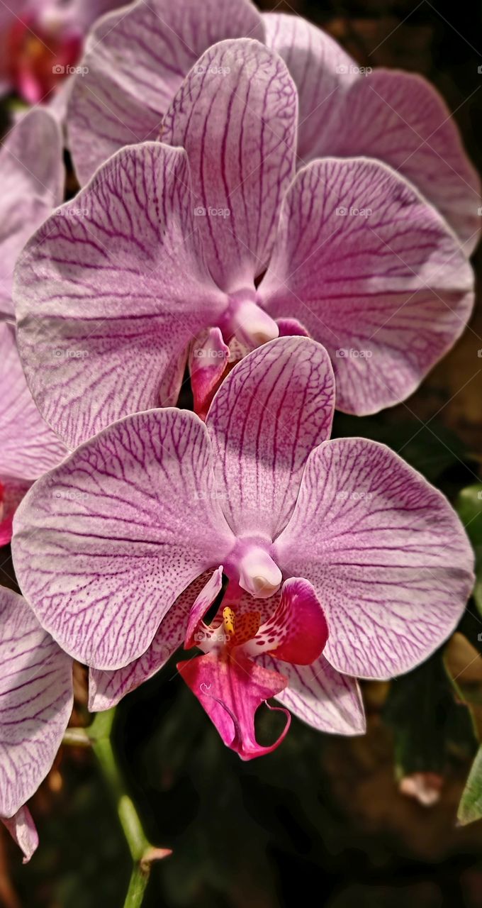 Phalaenopsis amabilis