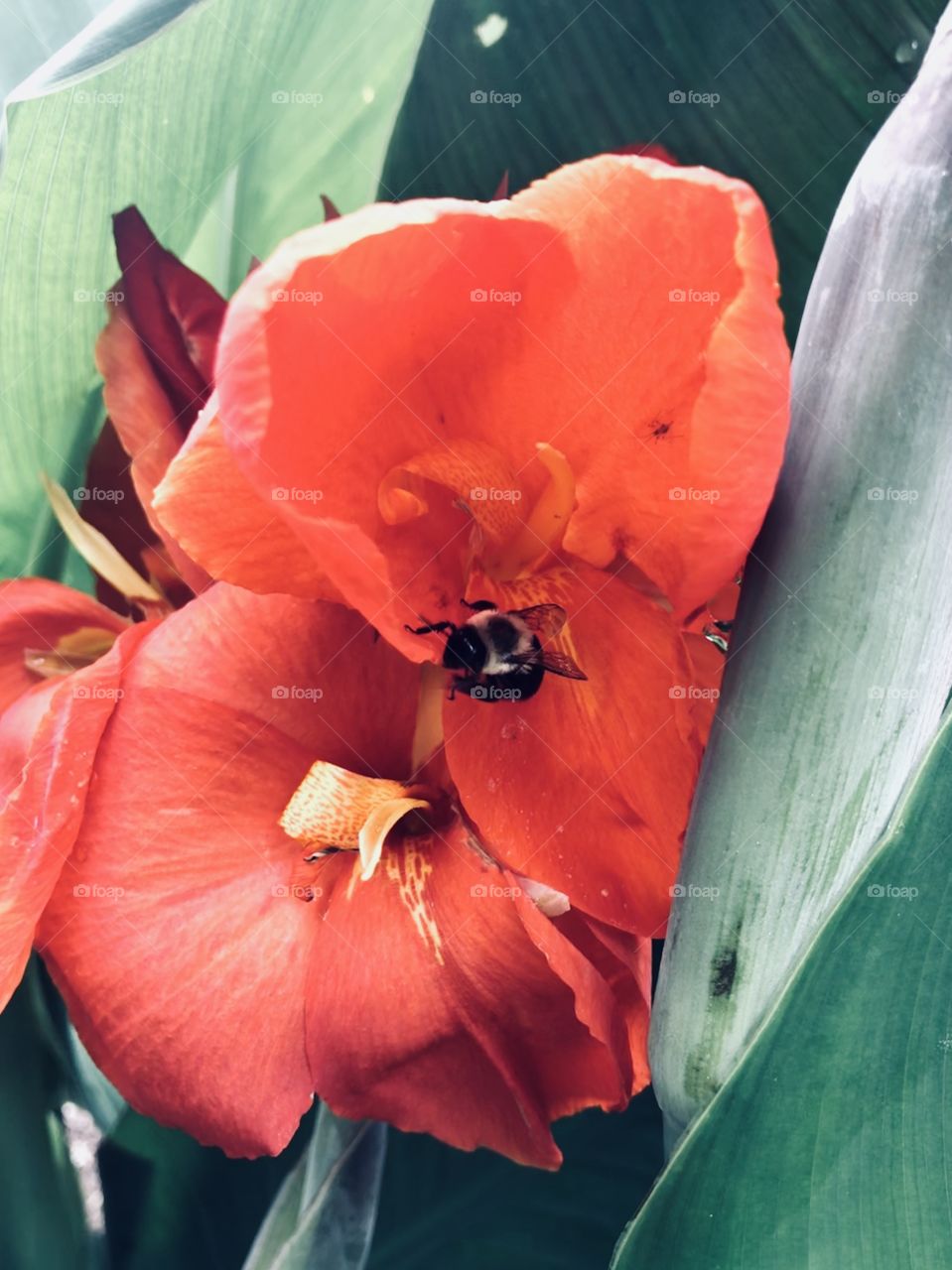 A red flower with a bee butt searching for pollen. 