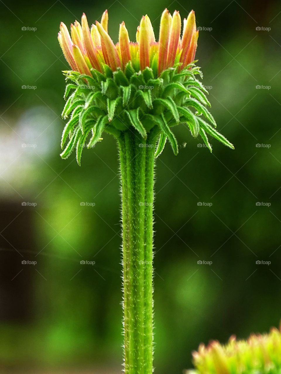 The beauty of spring