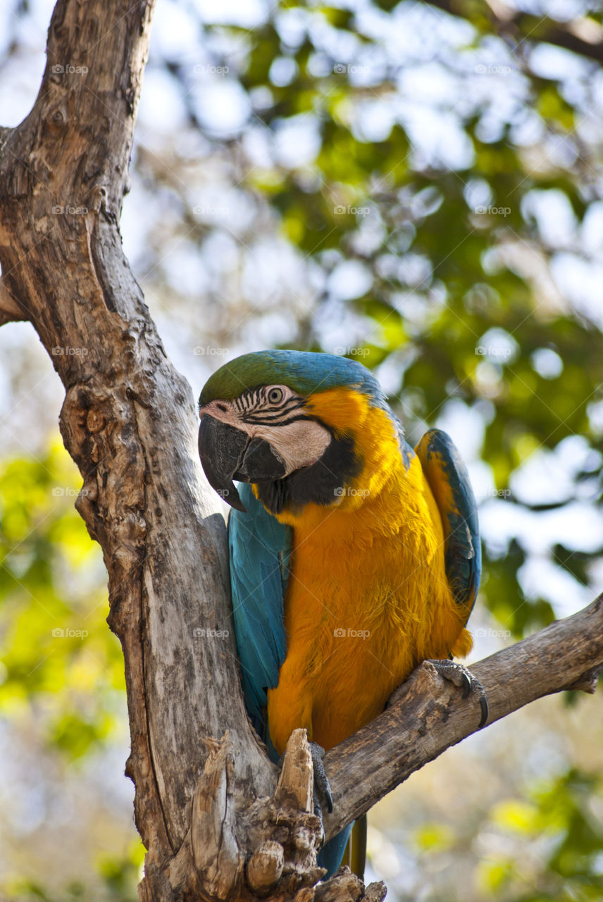 Parrot sitting on a branch outside staring at people
