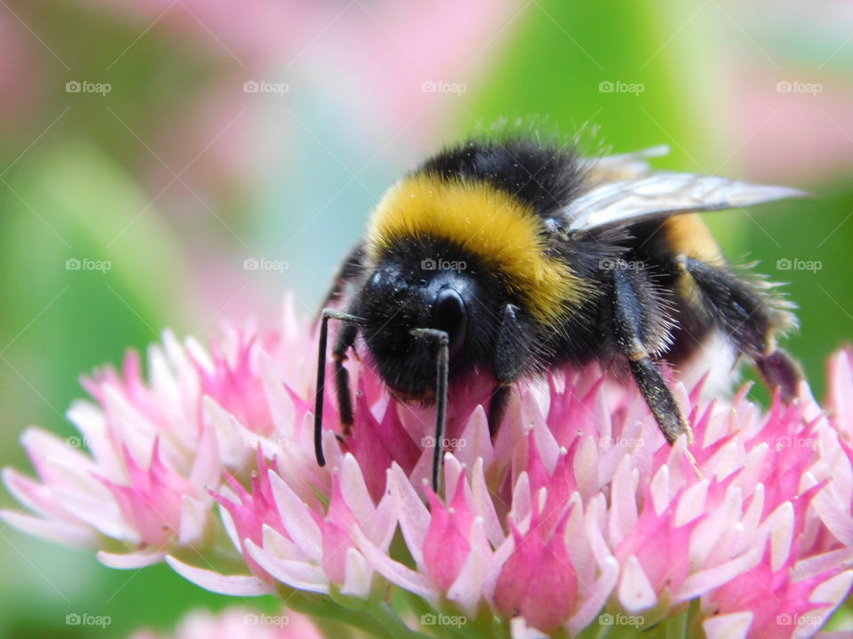 bee on the inflorescence of pink chrysanthemum