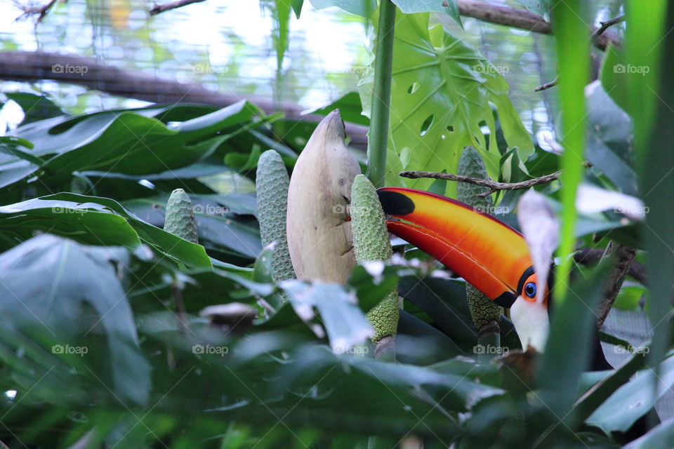 Toucan