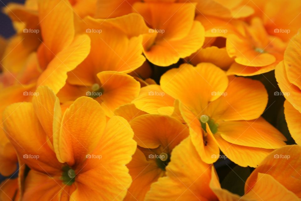 orange flowers